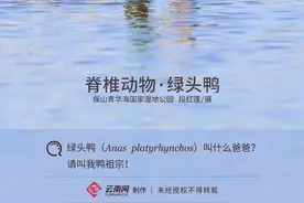 「生物多样性百科」脊椎动物•绿头鸭：叫什么爸爸？请叫我鸭祖宗图片