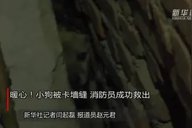 暖心！小狗被卡墙缝 消防员成功救出视频封面