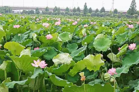 摘莲蓬、垂钓…义乌这个曾经的薄弱村这么干图片