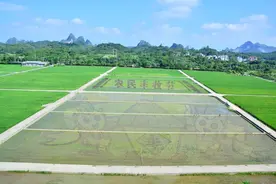 助力乡村振兴！五彩田园巨幅“稻田画”敬请期待图片