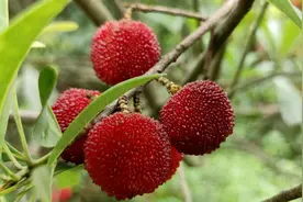 杨梅熟啦！800亩园林 感受夏季“梅”好时光图片