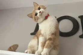 长沙这些店吃什么不重要！我是来撸猫撸狗撸鸭子的图片