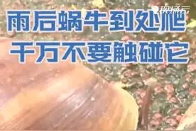 雨后蜗牛到处爬 千万不要触碰它图片