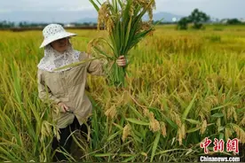 浙大研发糖尿病人专用稻米 让糖友“吃饱饭”图片