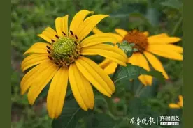 金光菊向阳花开，金灿灿地让人眼花缭乱图片