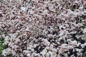 没有音乐的人生将是一场错误图片