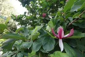 市民：奇怪，家门口玉兰怎么又开花了？专家：是品种关系，会一年多次开花图片