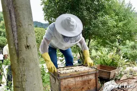 年产蜂蜜50万斤却有“甜蜜的烦恼”大围山举办“摇蜜节”直播带货图片
