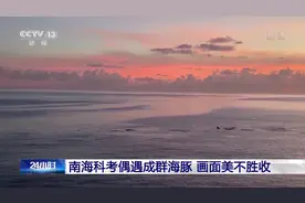 南海科考偶遇成群海豚 画面美不胜收图片