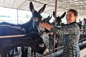 “桃花源”里驴儿欢图片