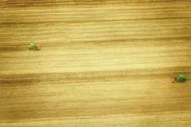 一片金色！北京怀柔夏日开镰，麦浪滚滚让人心旷神怡图片