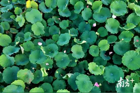 周末去哪儿？梅州蕉岭三圳九岭十里荷花等你赏图片