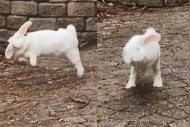 兔子表达幸福的方式！　慢动作看萌兔跳「屁屁超摇摆」图片