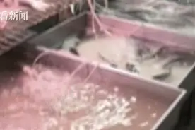 听信偏方能治便秘，男子竟将一条40厘米长黄鳝塞入体内！致腹腔穿孔险丢了性命图片