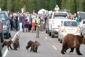 美国最老野生熊妈妈被拍到带4只幼崽过马路图片