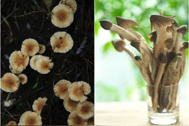 菜市场中的昆明风习，野生菌是山野间的精灵图片