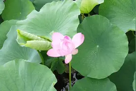 微雨蒙蒙荷花开视频封面