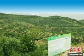 山西药茶产业助农脱贫：野生沙棘从“被羊吃”到“让人富”图片