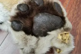 手握一头东北虎的虎皮和虎骨8年，辽宁男子欲以120万“卖虎”被抓图片