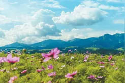 绽放心中的爱（决胜2020）图片