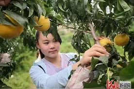 河北曲阳县孝墓镇百余亩黄桃进入采摘期图片