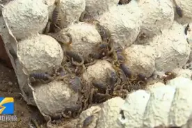 90后小伙用蝎子“按摩”，被蛰过100多次……“麻麻的，像揪汗毛一样舒服”图片