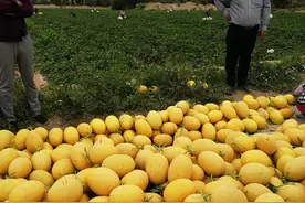 都是疫情惹的祸！1.45万亩新疆原产地哈密瓜面临滞销图片