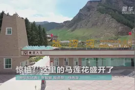 惊艳！这里的马莲花盛开了