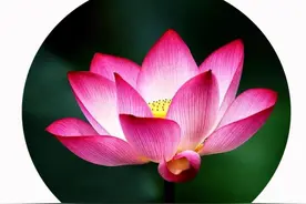 端午假期，你“荷”茶了吗？图片