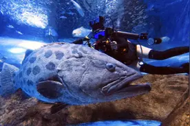 换个姿势过端午！打卡海底世界“深蓝色”的夏天