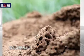 路边遇到这样的小土堆 千万别碰图片