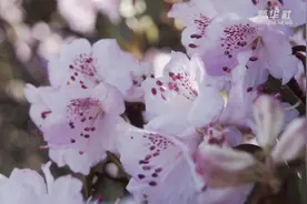 云南昆明：轿子雪山杜鹃盛放