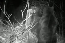 俄媒：瞅你咋地？两只熊在中俄交界处打架图片