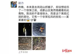 别碰！四川首次发现黑寡妇蛛亲戚——怪肥腹蛛！身小含剧毒图片