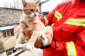 3天救了3只“误入歧途”的萌宠图片