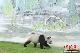 湖南凤凰中华大熊猫苑开园图片