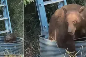 野生熊妈妈和幼崽被困涵洞 工作人员搭长梯成功营救图片