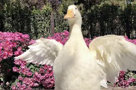 王珞丹深夜发微博寻找的宠物鸭找到了……警方回应：若构成犯罪可立案图片