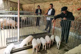 「你笑起来真好看」牛羊满圈鸡满院 本康村村民个个都是好把式图片