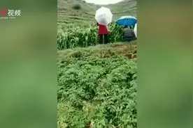 贵州玉米地“龙叫”不休？鸟类专家：不明声源系黄脚三趾鹑发出图片
