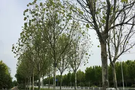 落叶纷纷 东营市植物园东门的法国梧桐“生病”了图片