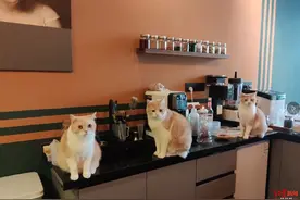 “网红”宠物咖啡馆的背后隐患：猫咖撸猫一时爽，意外被抓伤责任怎么算？图片