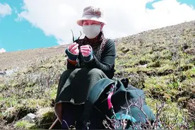 上草山，挖虫草图片