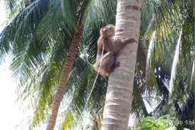 英国商场下架泰国椰奶产品，原因是…虐待动物图片