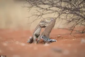 最不走心的打架 松鼠扭打如同“挠痒痒”令对手忍俊不禁图片