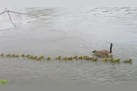 加拿大一只鹅妈妈照顾47只鹅宝宝 浩浩荡荡队伍超壮观图片