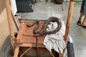 吓到腿软！家门口惊现小碗粗的剧毒蛇，捉到后众人气炸图片