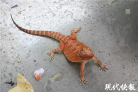 红蜥蜴现身常熟，专家：十分罕见，曾被聘为“警察”图片