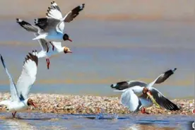 场面激烈！棕头鸥青海湖岸边抢食湟图片