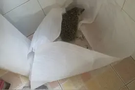 杭州大伯晨练，在小区里发现了一只刺猬！这些年，来小区“做客”的野生动物还真不少图片